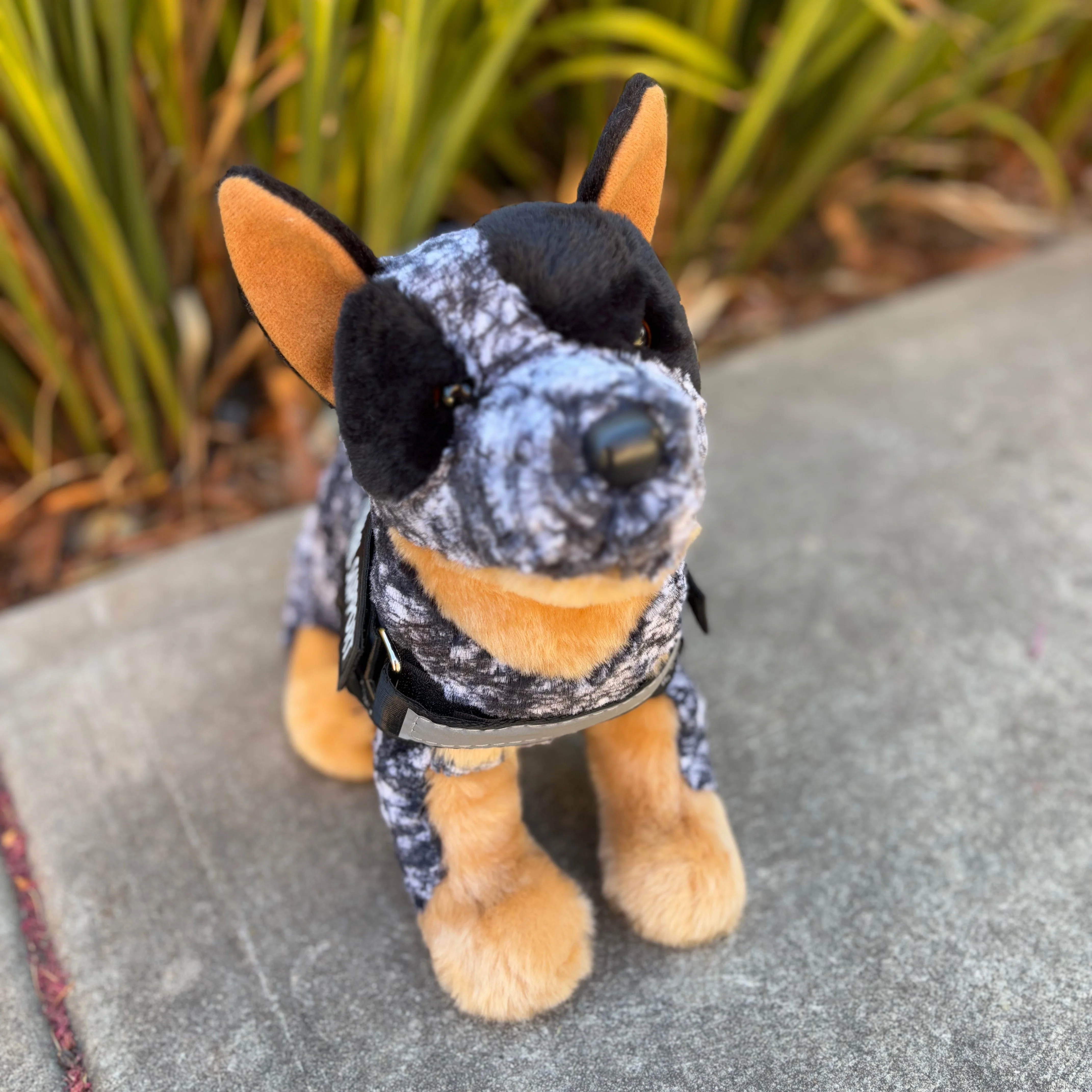 Bolt Australian Cattle Dog | Douglas Dog | 16" - Image 4
