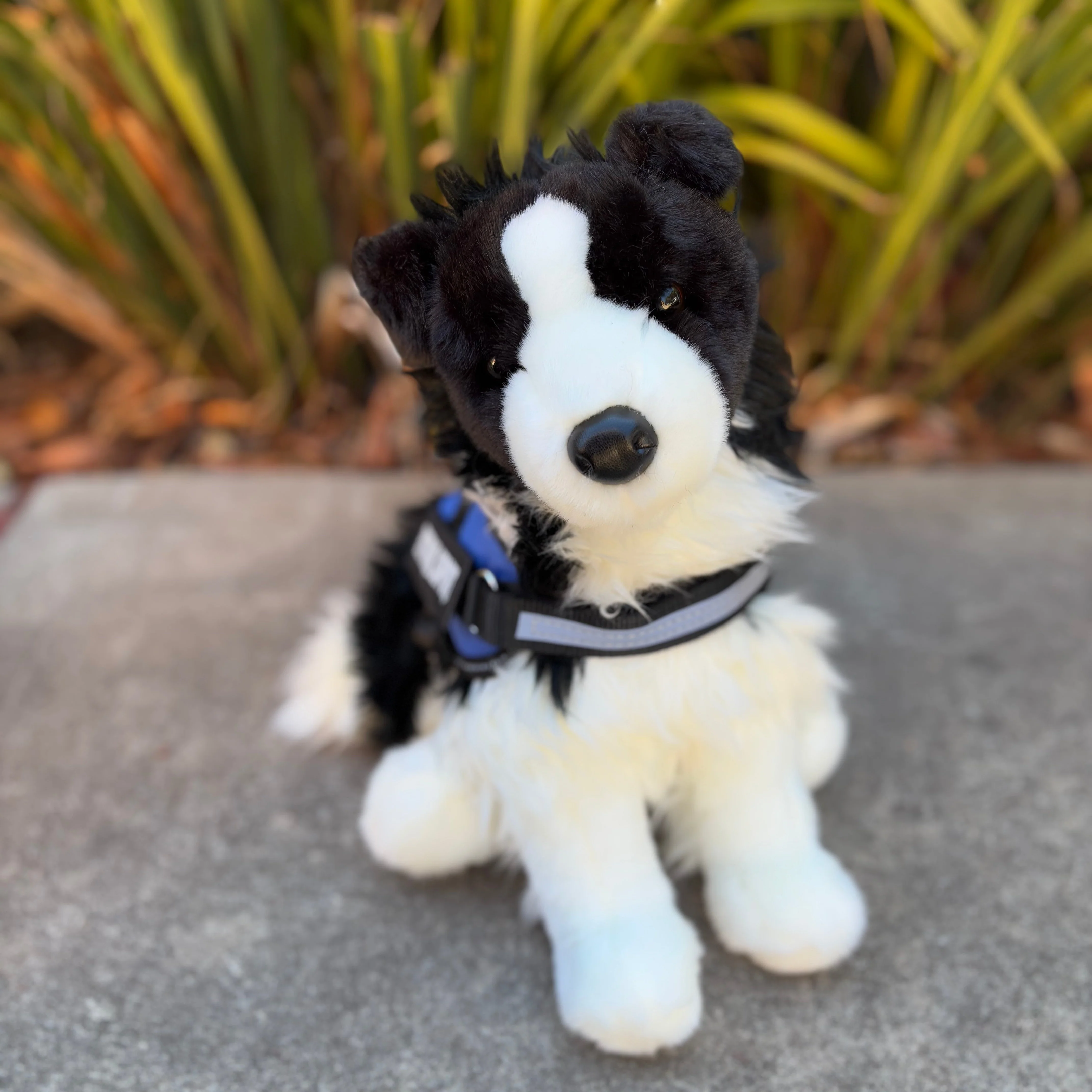 Chase Border Collie | Douglas Dog | 16" - Image 3