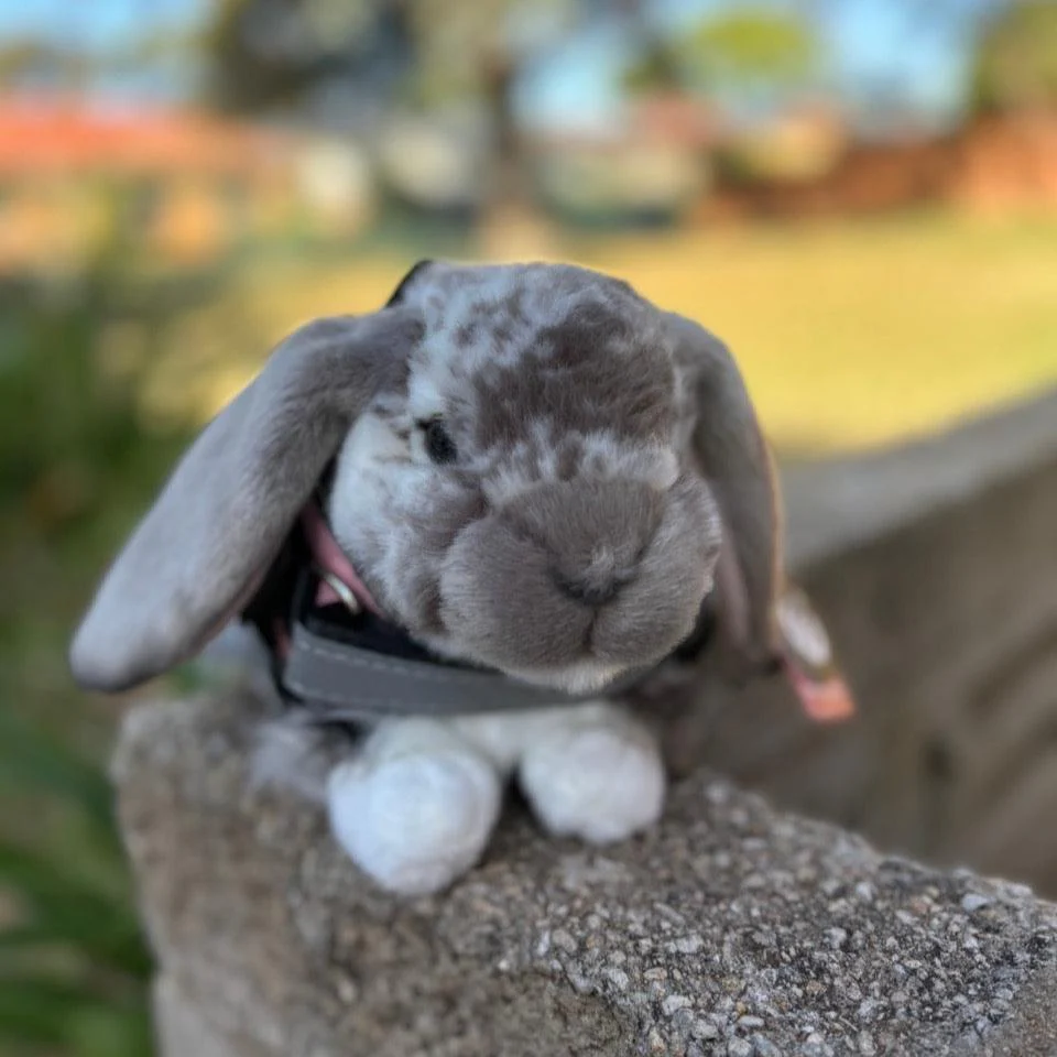 Dutch Lop Rabbit Grey | Living Nature | Plushie - Image 3